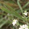 Euphorbia corollata, flowers