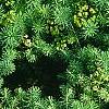 Euphorbia cyparissius, habit