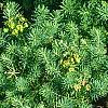 Euphorbia cyparissius, habit