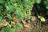 Euphorbia cyparissius, habit