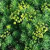 Euphorbia cyparissius, habit