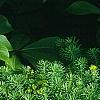 Euphorbia cyparissius, habit