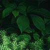 Euphorbia cyparissius, habit