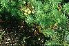 Euphorbia cyparissius, habit