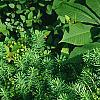 Euphorbia cyparissius, habit