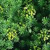 Euphorbia cyparissius, habit