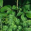 Euphorbia cyparissius, habit