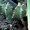 Euphorbia decaryi, habit