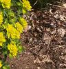 Euphorbia epithymoides, habit