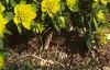 Euphorbia epithymoides, habit