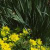 Euphorbia epithymoides, habit