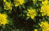Euphorbia epithymoides, habit