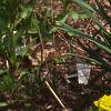 Euphorbia epithymoides, habit