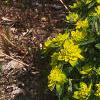 Euphorbia epithymoides, habit