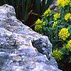 Euphorbia epithymoides, habit