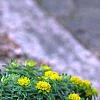 Euphorbia epithymoides, habit