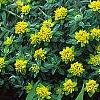 Euphorbia epithymoides, habit