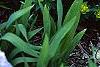 Euphorbia epithymoides, habit