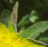 Euphorbia epithymoides, flowers