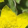 Euphorbia epithymoides, flowers