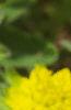 Euphorbia epithymoides, flowers