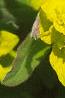 Euphorbia epithymoides, flowers