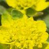 Euphorbia epithymoides, flowers