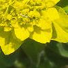 Euphorbia epithymoides, flowers