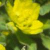 Euphorbia epithymoides, flowers