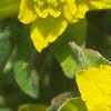 Euphorbia epithymoides, flowers