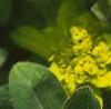 Euphorbia epithymoides, flowers