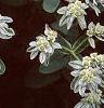Euphorbia marginata, flowers