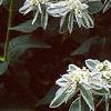 Euphorbia marginata, flowers