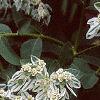 Euphorbia marginata, flowers