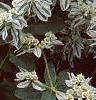 Euphorbia marginata, flowers