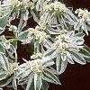 Euphorbia marginata, flowers