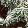 Euphorbia marginata, flowers