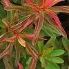 Euphorbia epithymoides 'Bonfire', leaves