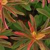 Euphorbia epithymoides 'Bonfire', leaves