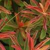 Euphorbia epithymoides 'Bonfire', leaves