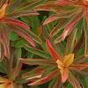 Euphorbia epithymoides 'Bonfire', leaves