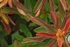 Euphorbia epithymoides 'Bonfire', leaves