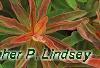 Euphorbia epithymoides 'Bonfire', leaves