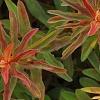 Euphorbia epithymoides 'Bonfire', leaves