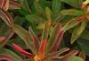 Euphorbia epithymoides 'Bonfire', leaves