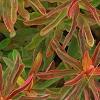 Euphorbia epithymoides 'Bonfire', leaves