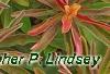 Euphorbia epithymoides 'Bonfire', leaves