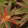 Euphorbia epithymoides 'Bonfire', leaves