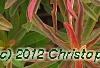 Euphorbia epithymoides 'Bonfire', leaves