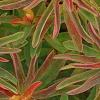 Euphorbia epithymoides 'Bonfire', leaves